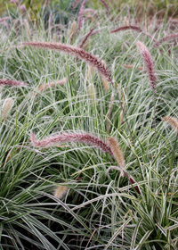 Pennisetum setaceum 'Skyrocket'